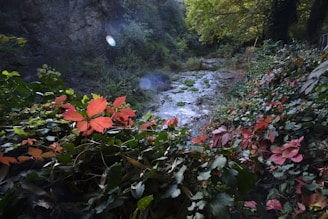 A serene natural landscape with a rocky stream running through a lush forest area. Vibrant red and green leaves dominate the foreground, climbing over bushes and vines. The surrounding area is filled with dense greenery and trees. Sunlight filters through the canopy, casting light on the foliage and creating a peaceful atmosphere.