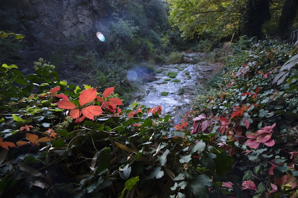 A serene natural landscape with a rocky stream running through a lush forest area. Vibrant red and green leaves dominate the foreground, climbing over bushes and vines. The surrounding area is filled with dense greenery and trees. Sunlight filters through the canopy, casting light on the foliage and creating a peaceful atmosphere.