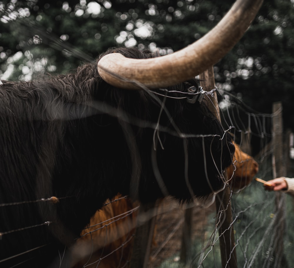 cow in front of cow