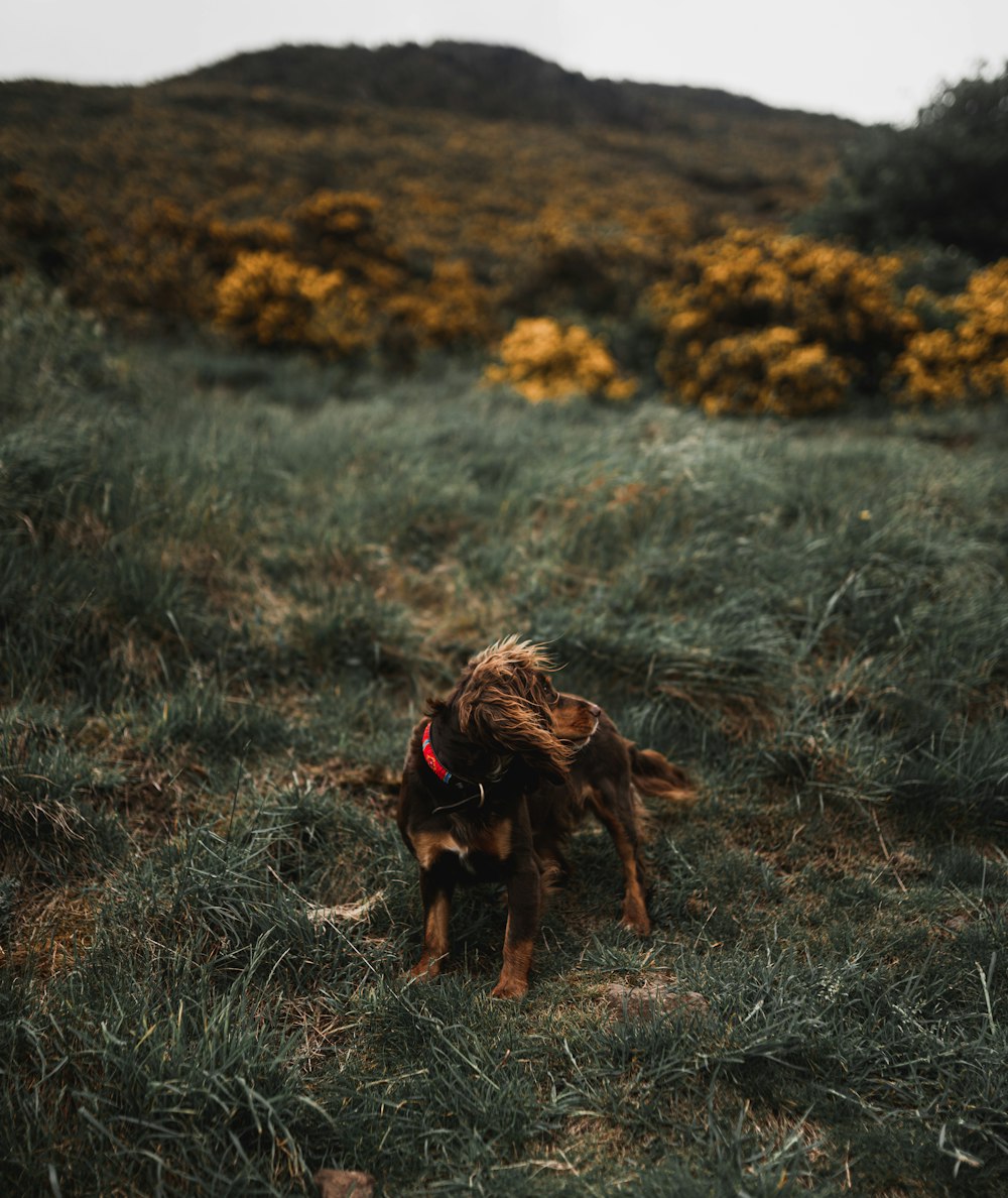 short-coated brown and liver dog standing on green grass field during daytime