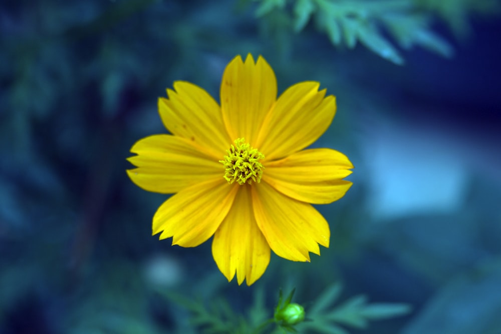 fleur à pétales jaunes