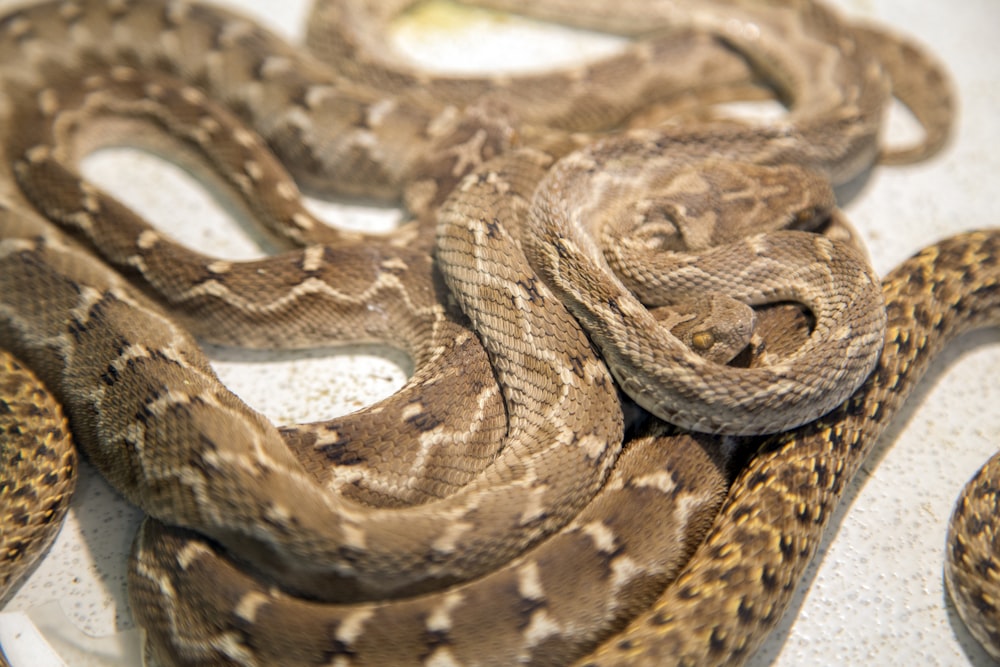 selective focus photography of brown snake