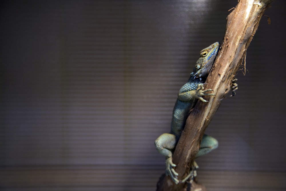 gray bearded dragon on brown stick