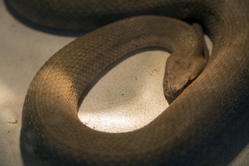 A large snake curled up on a textured surface, displaying its scaly skin. The surface appears to be light in color, and the snake's scales are brownish, creating an earthy tone.