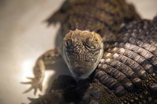 Close-up image of crocodile and python skins being tanned in workshop