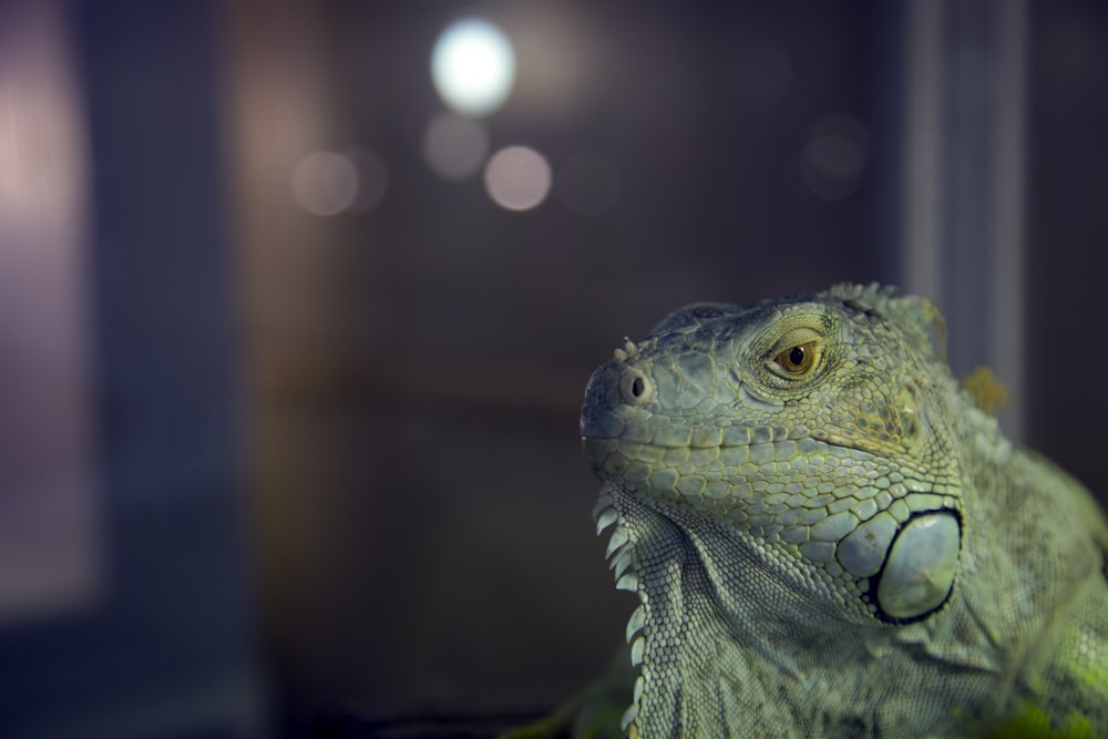 Vista ravvicinata dell'iguana verde