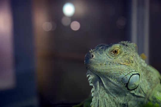 close view of green iguana in Isfahan Province Iran