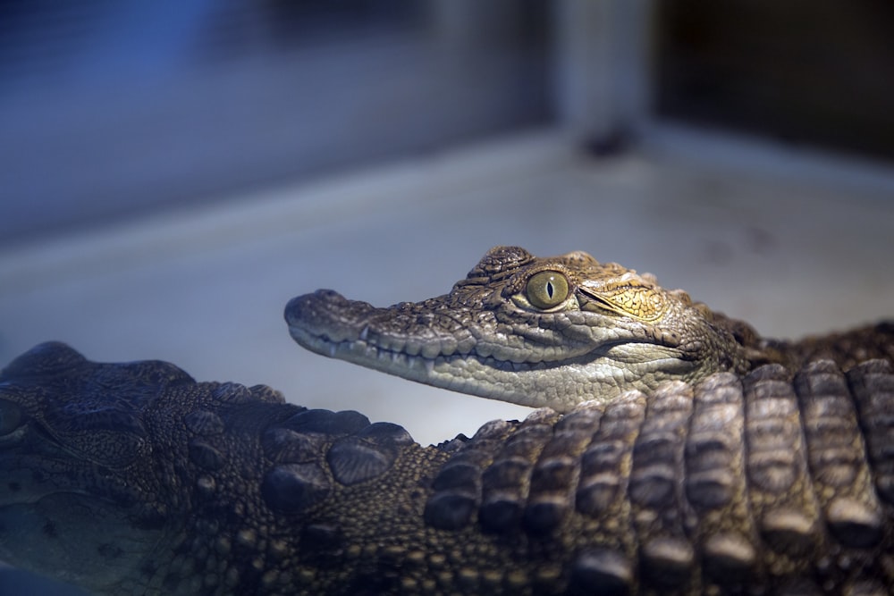 close-up photography of two brown alligators