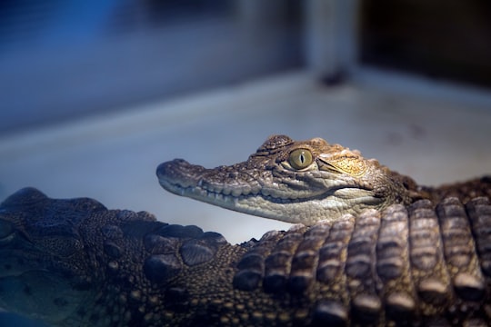close-up photography of two brown alligators in Isfahan Province Iran