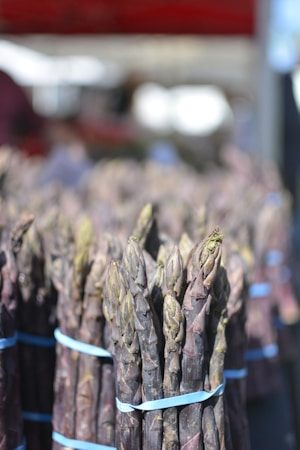 Bundles of purple asparagus are tied with blue rubber bands. The asparagus tips are pointed and greenish, set against a soft, blurred background that suggests an outdoor market setting.