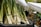 A bundle of fresh green onions displayed at an outdoor market. Tall stalks with vibrant green tops and white bulbs are secured with black bands, arranged in black bins under canopy tents. The background includes blurred market stalls and greenery, evoking a lively and natural setting.