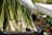 A bundle of fresh green onions displayed at an outdoor market. Tall stalks with vibrant green tops and white bulbs are secured with black bands, arranged in black bins under canopy tents. The background includes blurred market stalls and greenery, evoking a lively and natural setting.