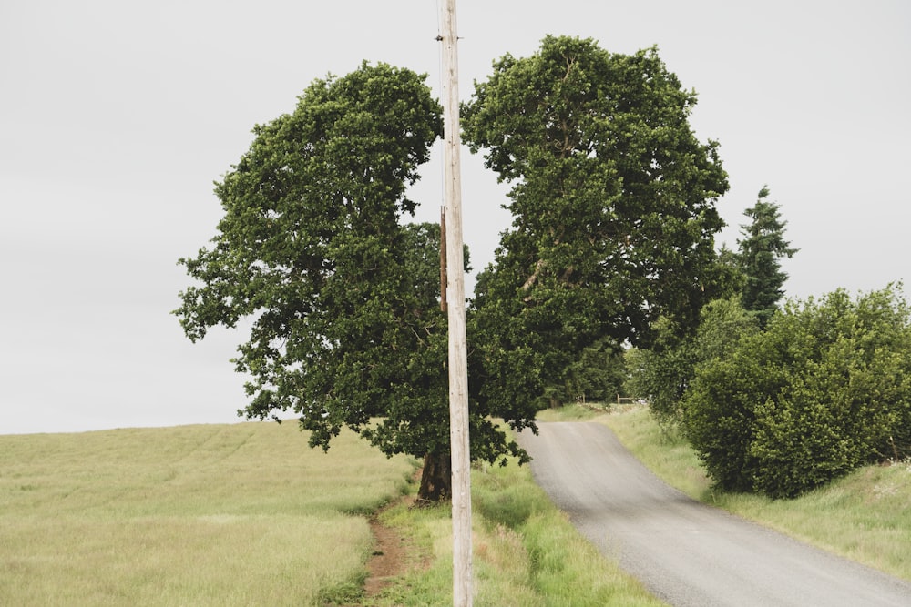 green leafed tree