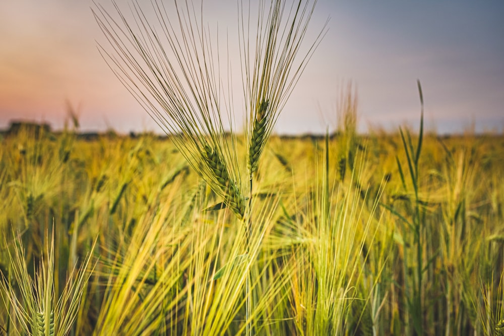 a field of green grass with a sunset in the background