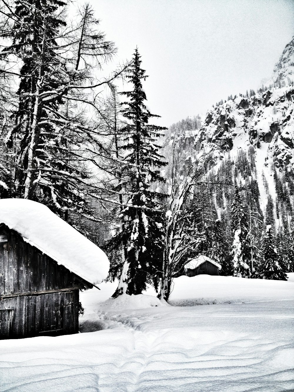 house near pine trees