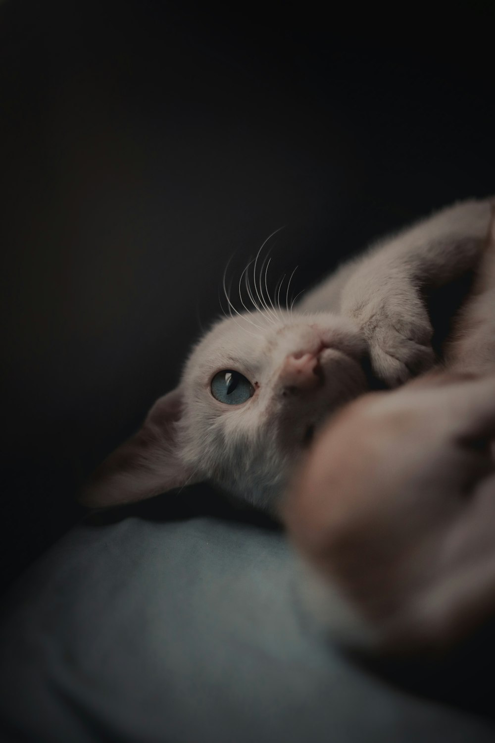selective focus photo of white cat