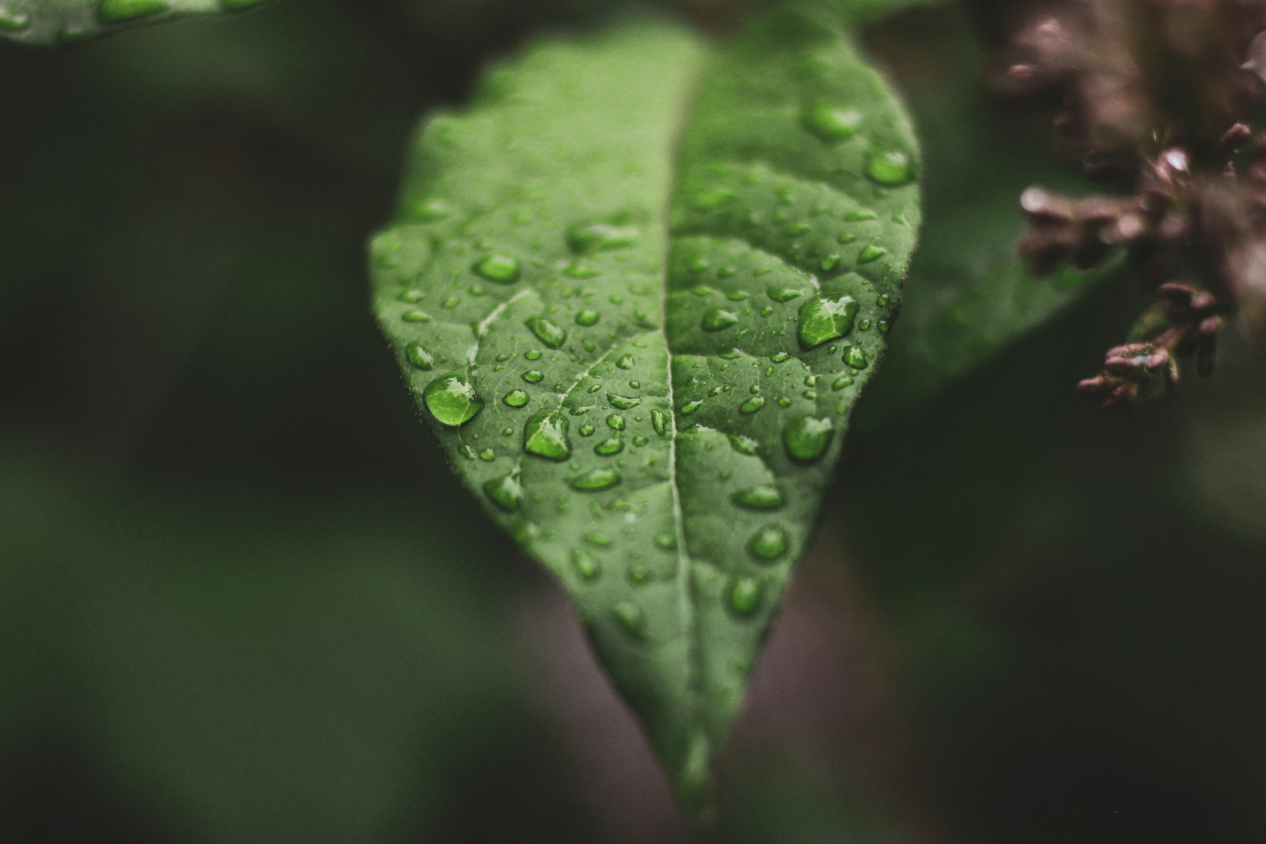 Photo by anastasiavitph