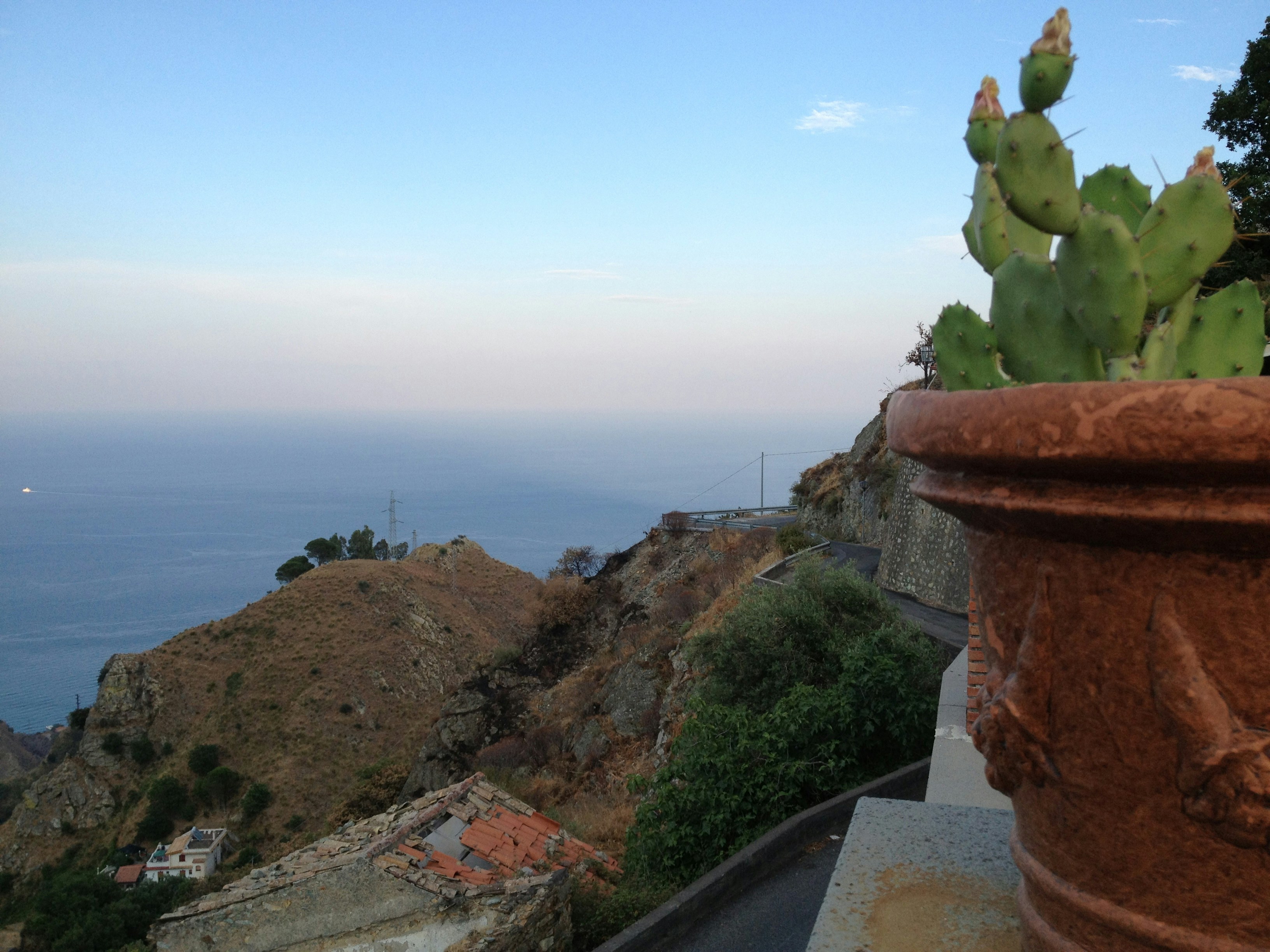 green cactus on brown pot