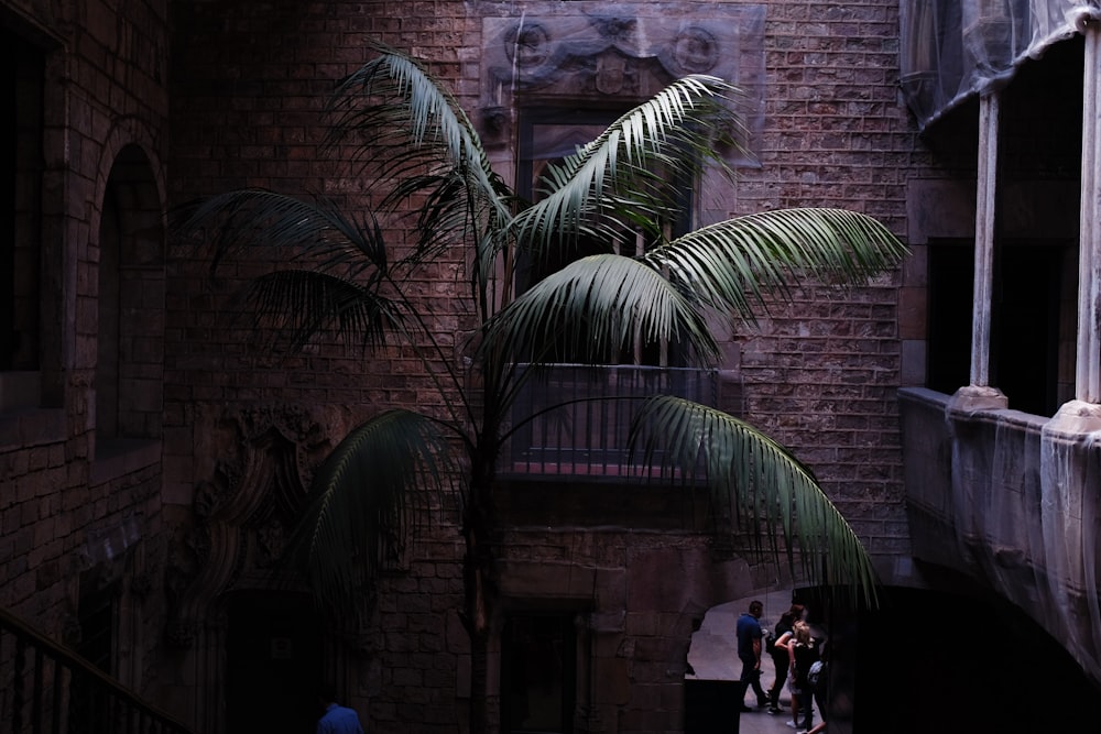 green palm tree near brown concrete building