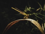 Close-up of a dragonfly’s intricate wings resting on a leaf.