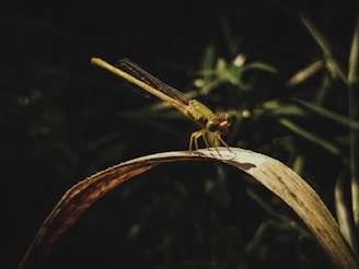 A close-up photograph of a vibrant dragonfly perched on a leaf, showcasing intricate wing details.
