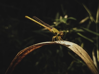 Close-up of a dragonfly’s intricate wings resting on a leaf.