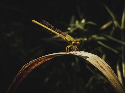 A close-up photograph of a vibrant dragonfly perched on a leaf, showcasing intricate wing details.