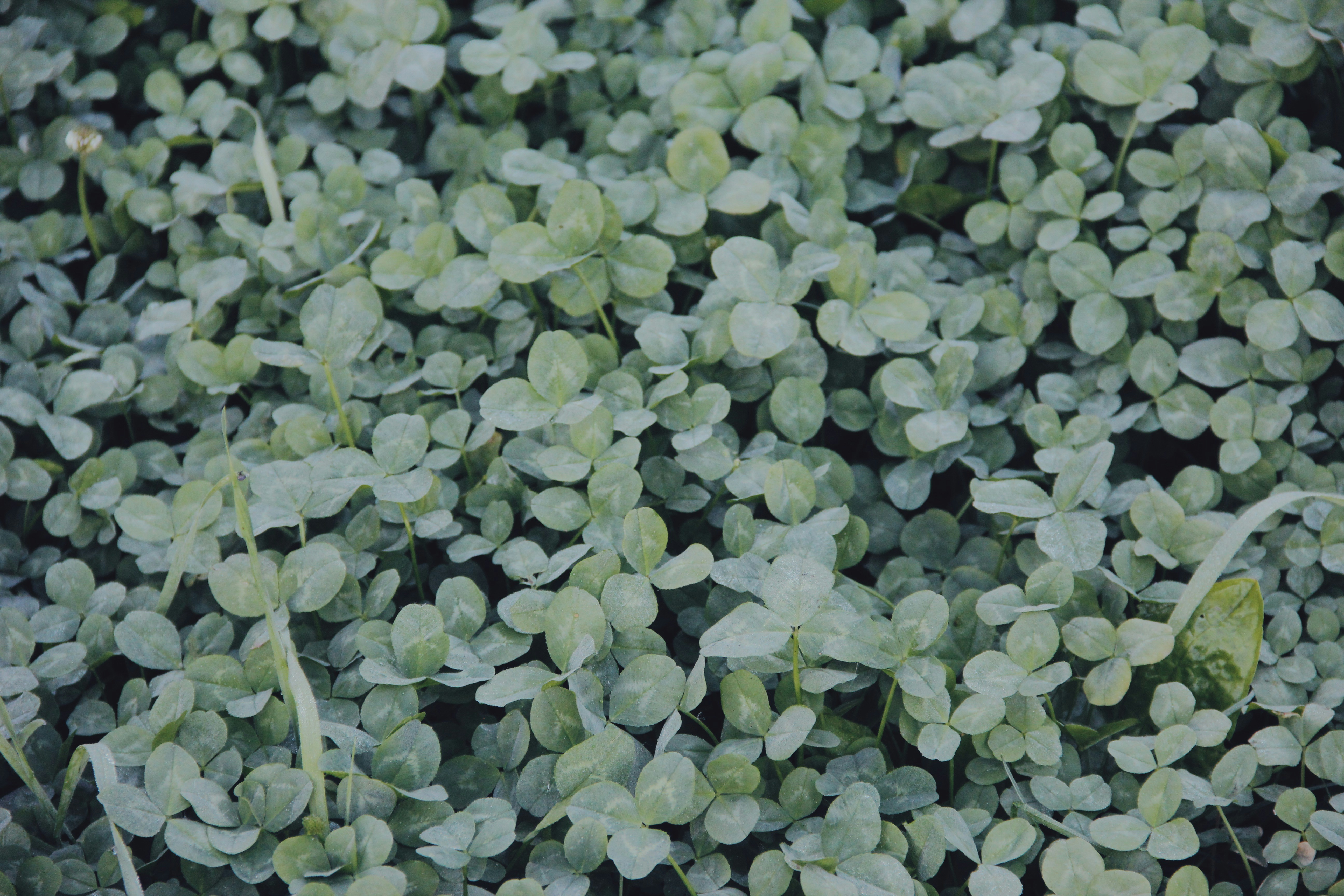 Photo by sesambrotchen