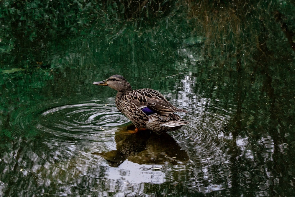 photo of brown and black mallard duck