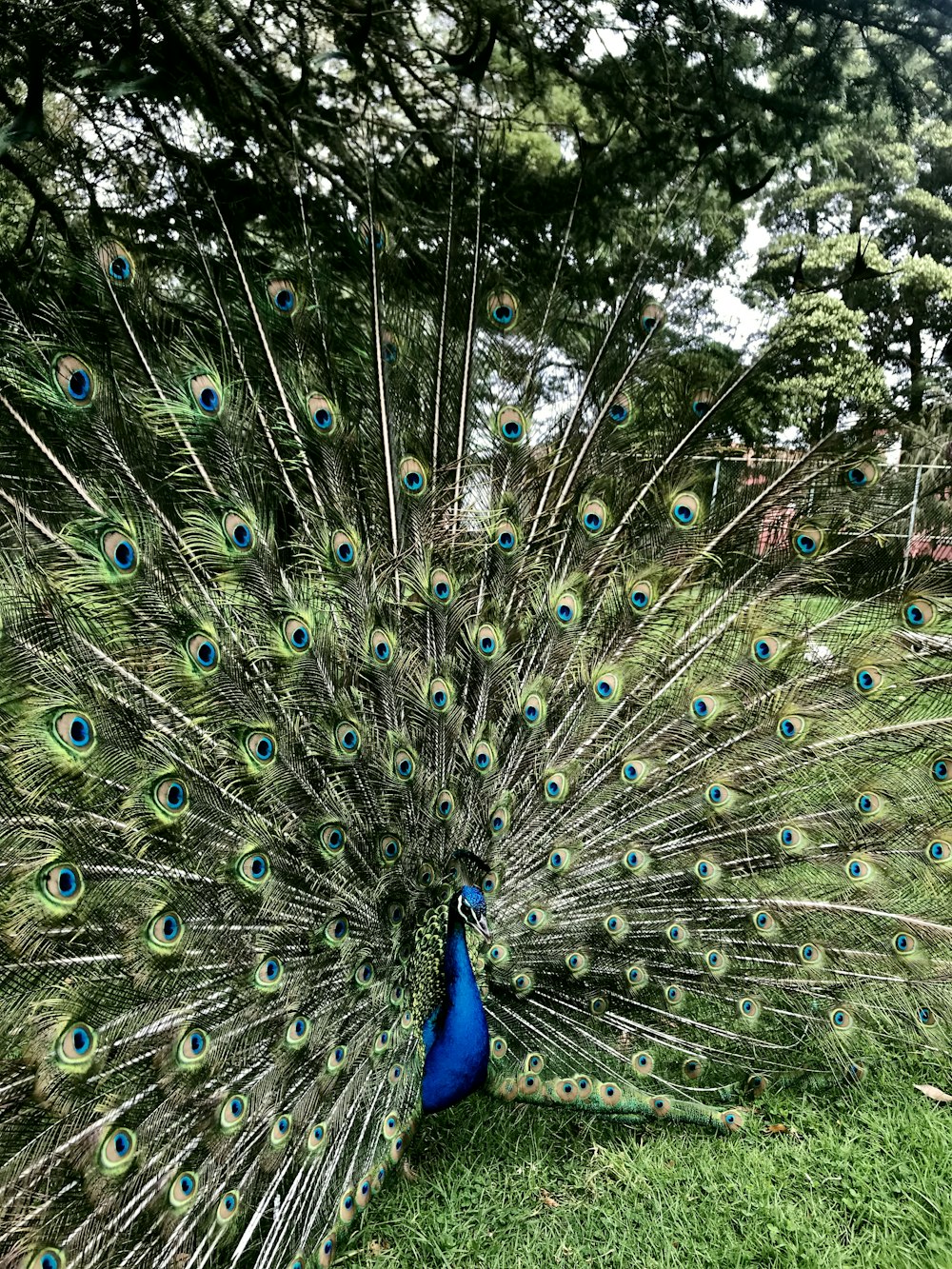 peahen in lawn during daytime