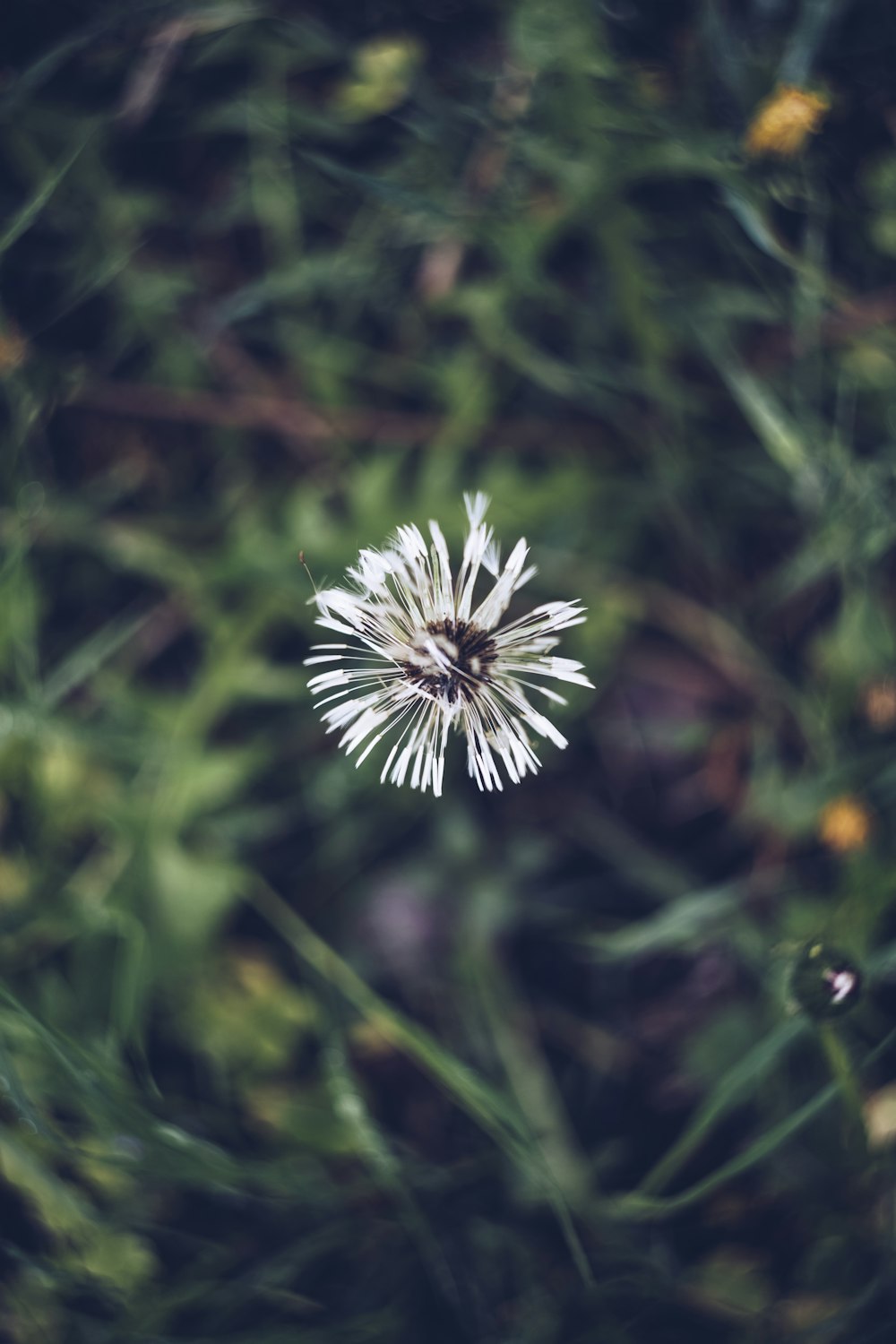 white-petaled flower