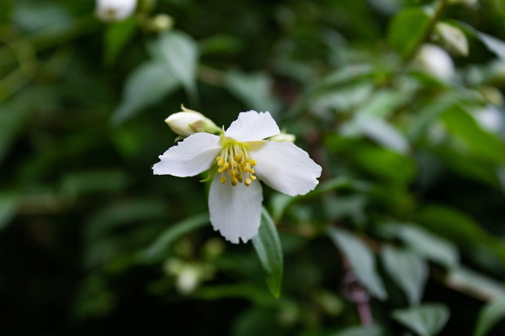 white-petaled flower