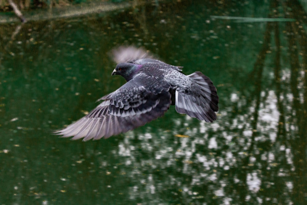 black and gray pigeon close-up photography