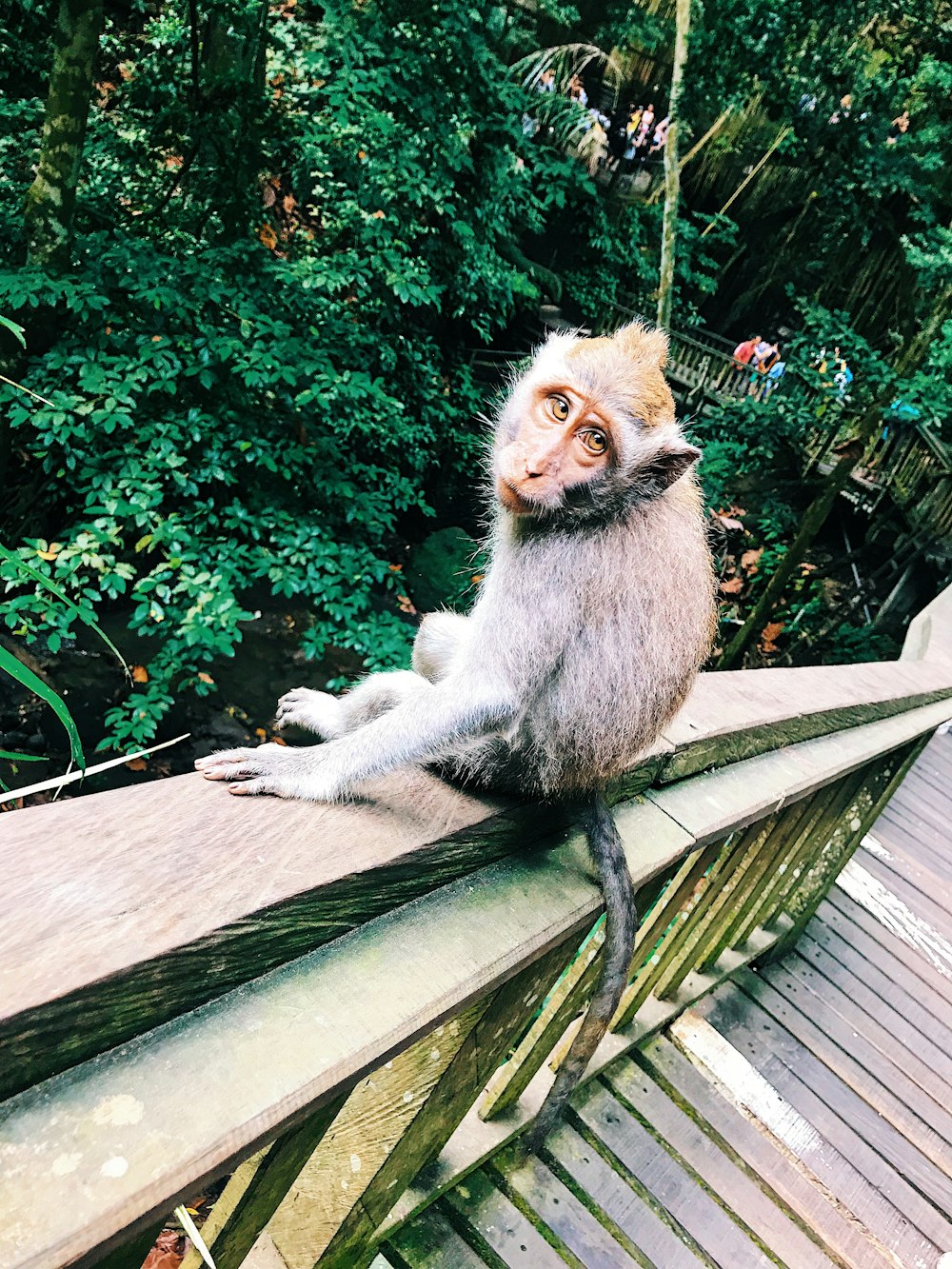 white monkey sitting on wooden rail