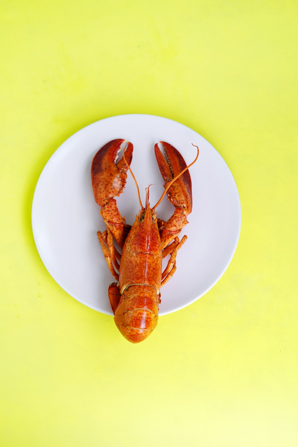 lobster on white saucer