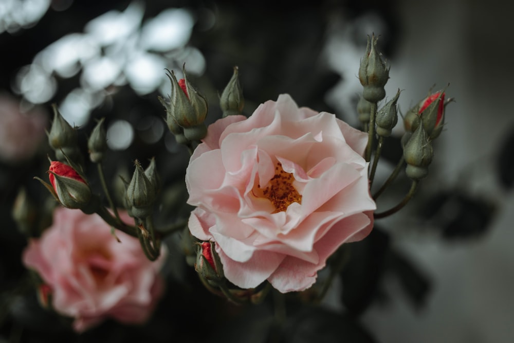 pink petaled flower