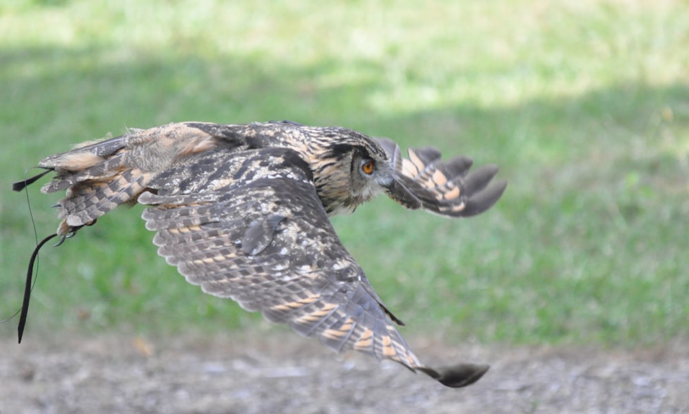 gray and white owl flying on green field
