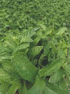 نعناع طازج عضوي