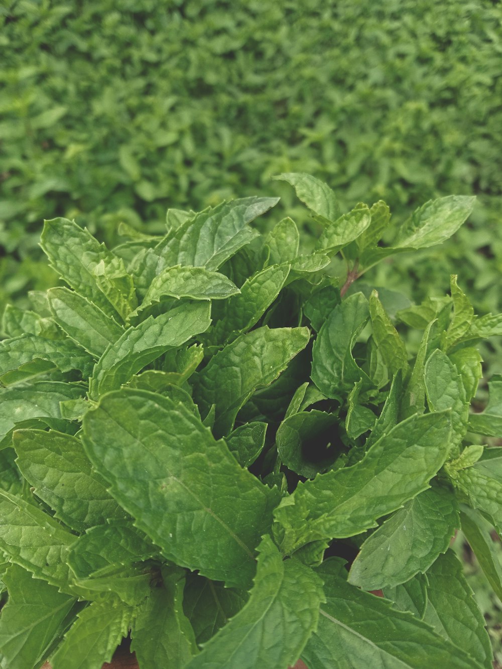 mint leaves