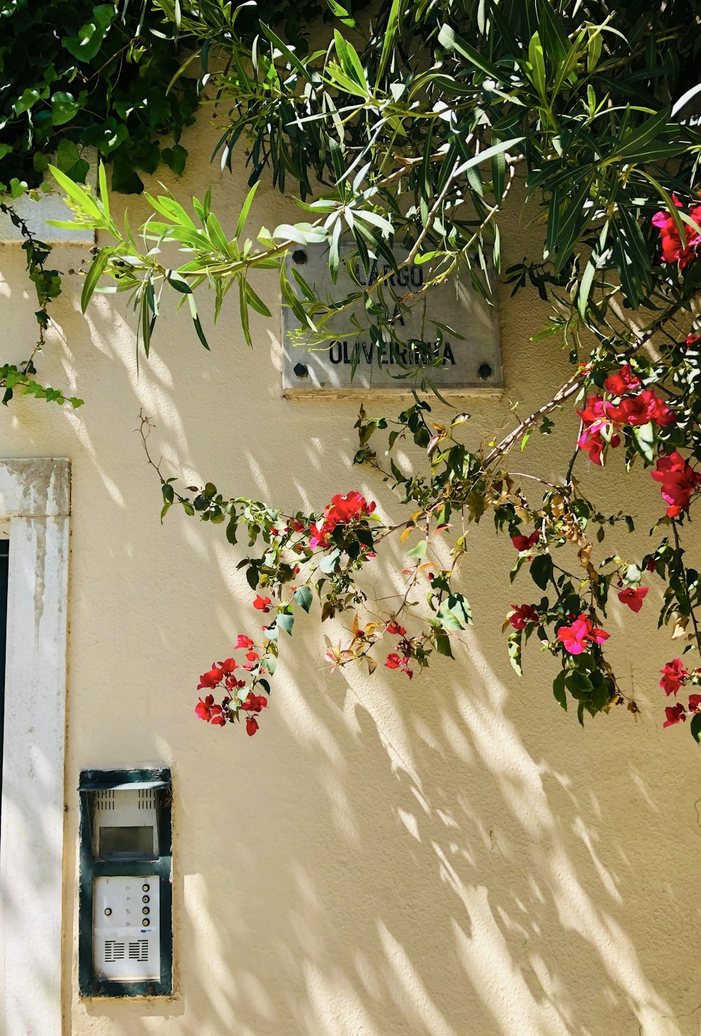 pink petaled flowers near white concrete wall