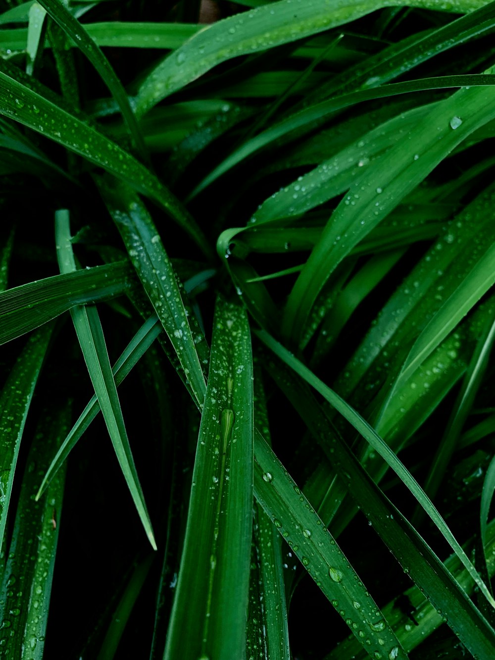 green leaf plant with dew