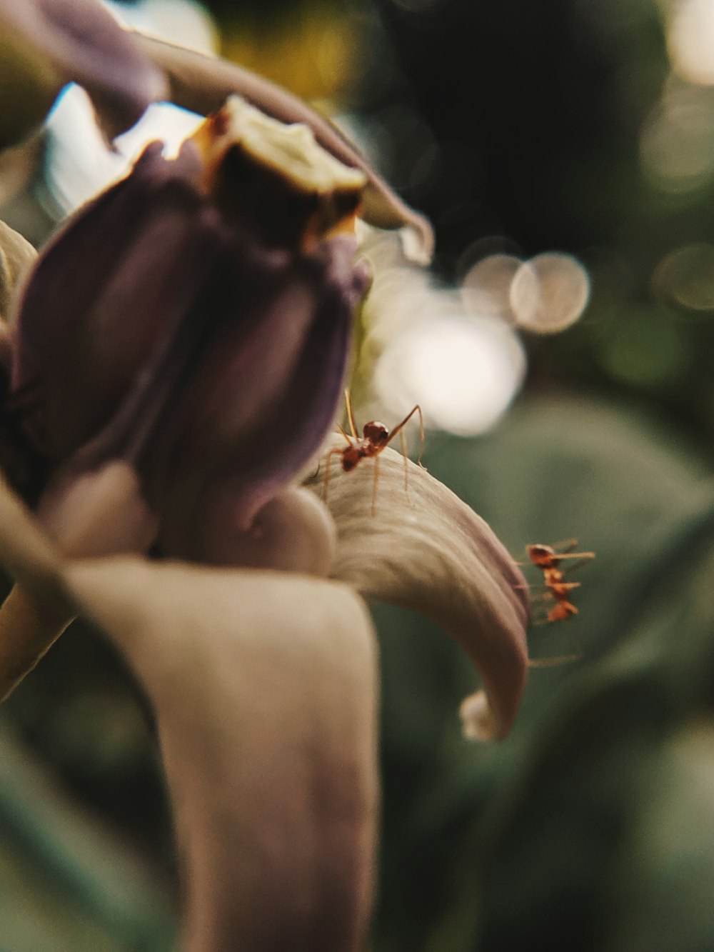 ants on pealed flower