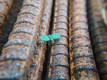 green sprout growing between re-bars