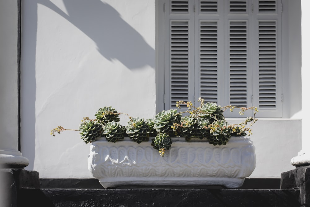 green succulent plants on white pot