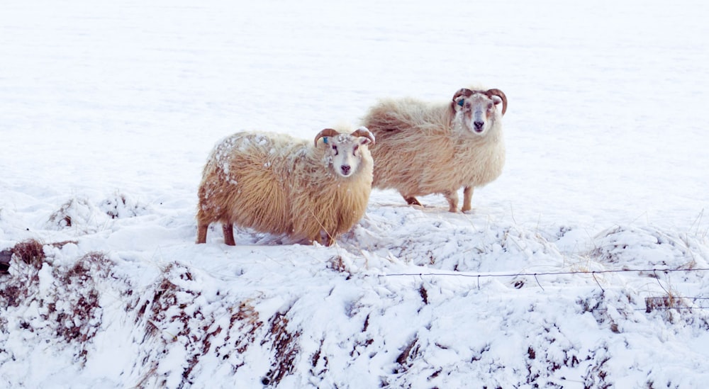 two white sheep on grass