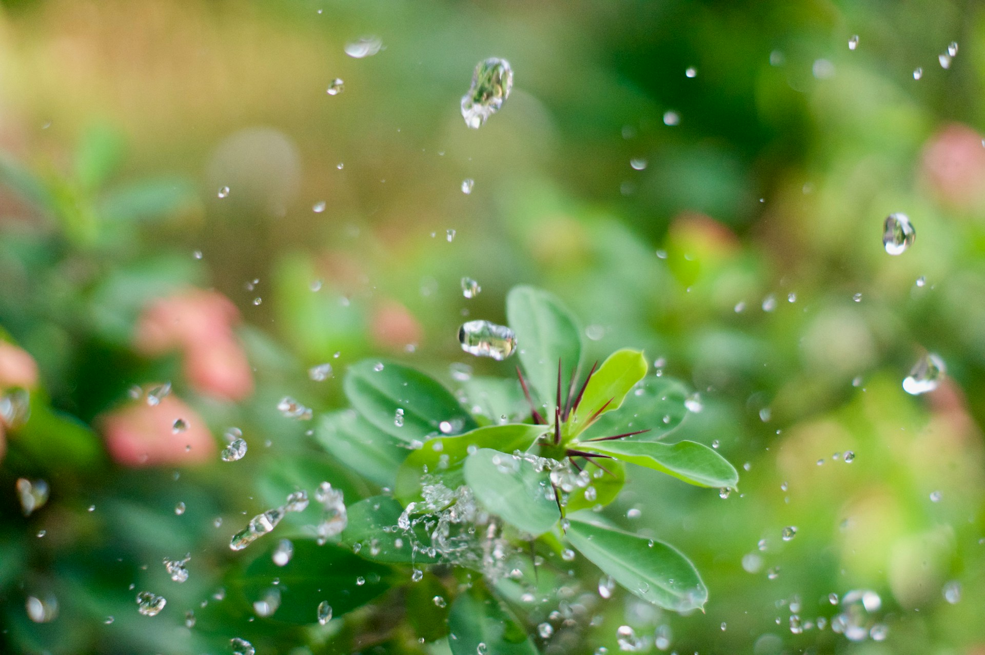 water drop on green leaf plant