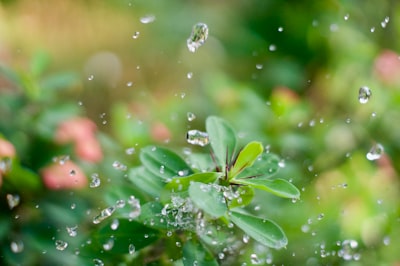 water drop on green leaf plant refreshing google meet background