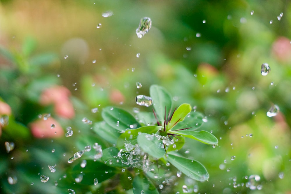 緑の葉の植物の水滴