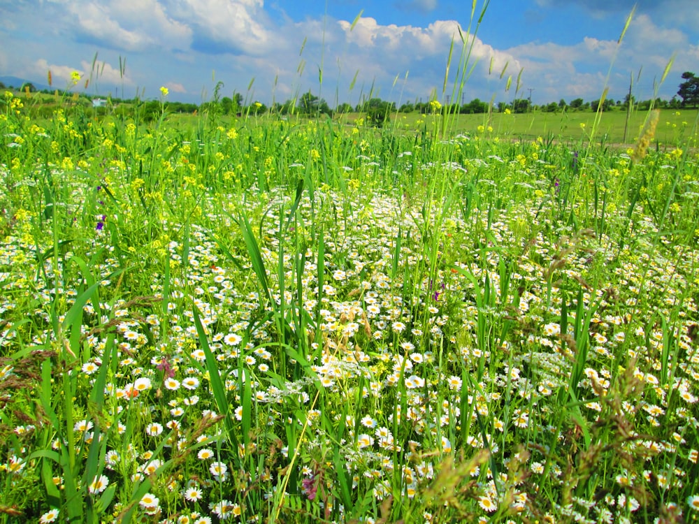 white-petaled flowers growing at the field