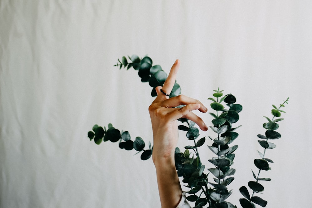 person hand rubbing green-leafed plant